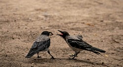 Birds squarolling : Symbolizing the end of toleration of either being un-authentic with each other. The resentment of discovering one another & having to further do things to patch up deeper disguises & masks.